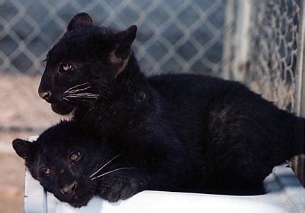 Black Panther Cubs | Arianna Paliiti | Flickr