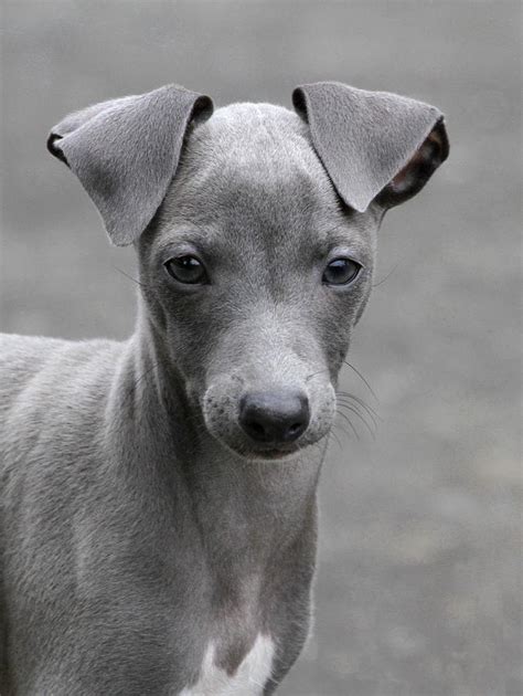 Italian Greyhound Puppies | [#] Lunawsome