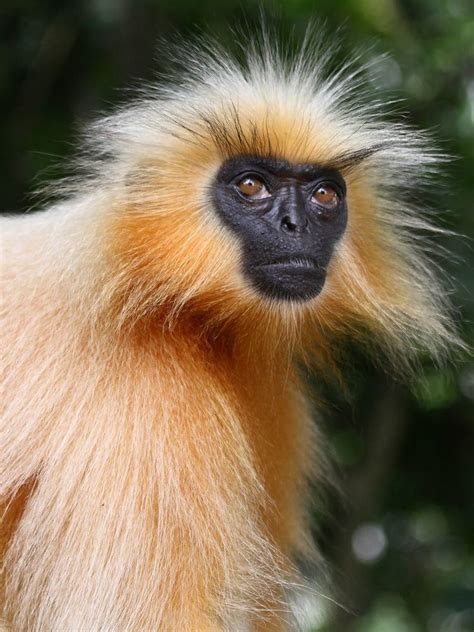 Gee's golden langur - Alchetron, The Free Social Encyclopedia