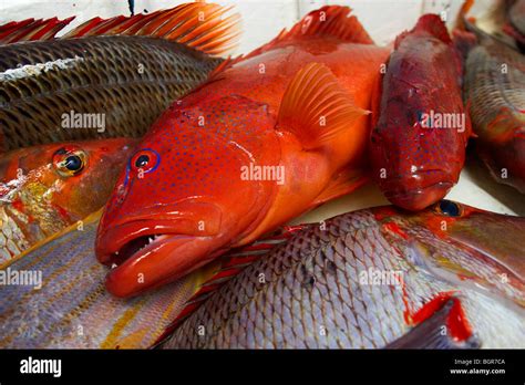 Fresh reef fish caught on the Great Barrier Reef Australia Stock Photo ...