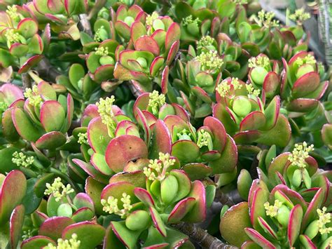 Live Jade Plant Cuttings,crassula Ovata,unrooted Jade Plant,3 Cuttungs ...