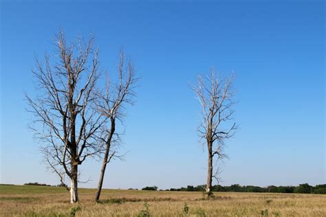 Barren Trees