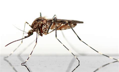 Royalty-Free photo: Close up photo of tiger mosquito | PickPik