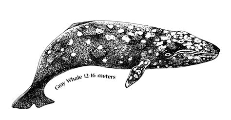 Gray whale hand draw Royalty Free Vector Image