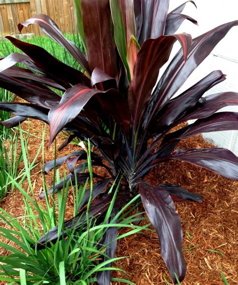 Dark Foliage Plants Trending in Florida - ArtisTree ArtisTree