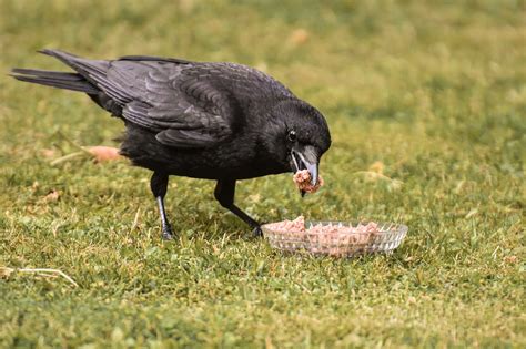 What Do Crows Eat? | The Garden and Patio Home Guide