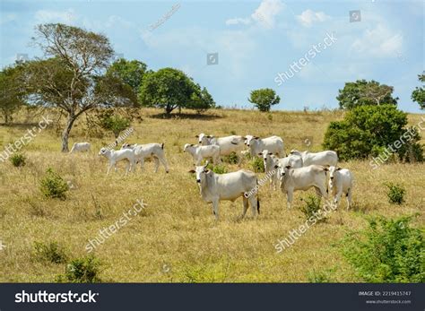 Agricultural And Livestock Commodities: Over 360 Royalty-Free Licensable Stock Photos | Shutterstock