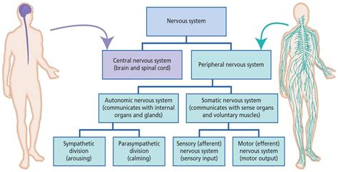 ระบบประสาท (nervous system) | Oldeenglishconsortium