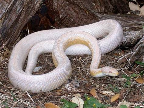 Snow Stripe Cornsnake - Ians Vivarium