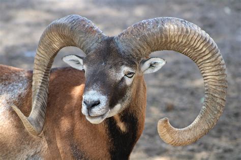 Ram Sheep Horns - Free photo on Pixabay