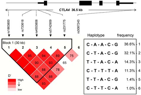 Haplotype block and LD test of candidate CTLA4 variants in 36.5 kb... | Download Scientific Diagram