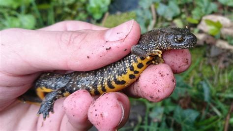 Great Crested Newt Takeover (Triturus Cristatus) - YouTube