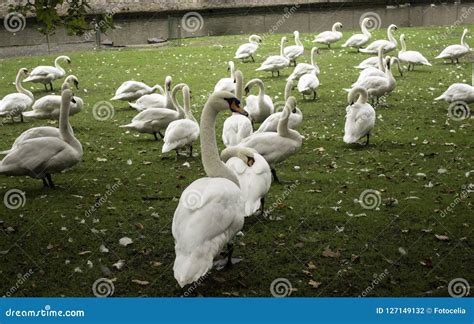 Goose in park stock photo. Image of background, male - 127149132