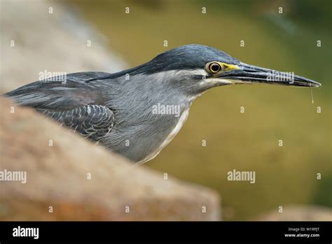 Striated Heron - Butorides striata also mangrove heron, little heron or green-backed heron ...