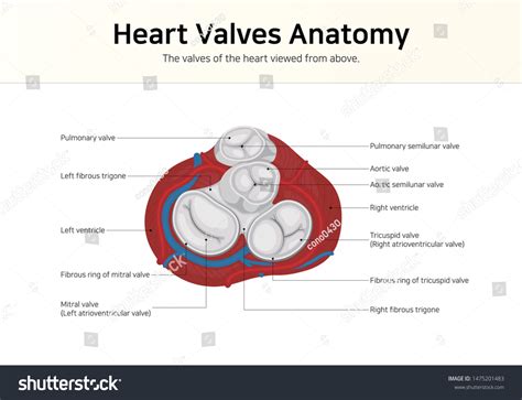 Pulmonary semilunar valve Images, Stock Photos & Vectors | Shutterstock