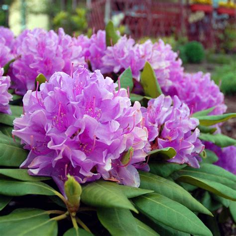 Lavender Rhododendrons for Sale | FastGrowingTrees.com