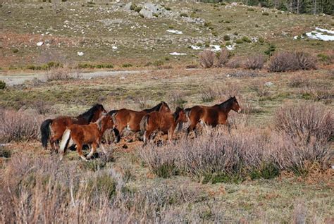 Nature Photography in Portugal | Garranos (wild horses) | Flickr