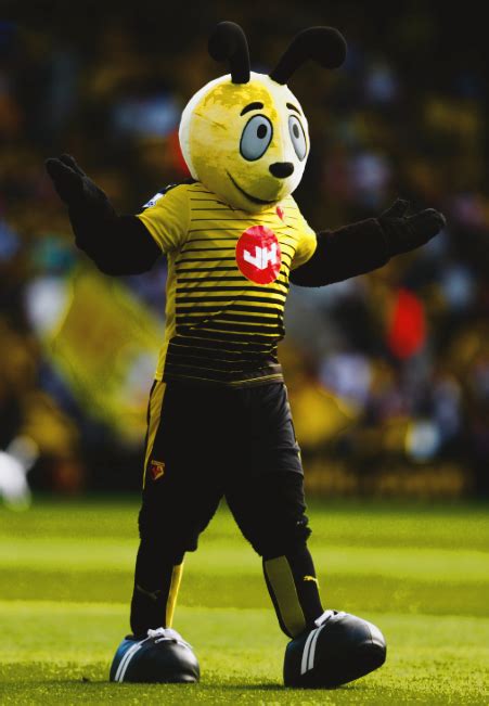 Pin on football and watfordfc