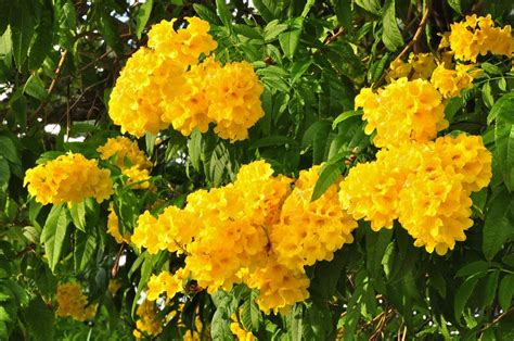 Yellow Elder | Flowering trees, Tropical climate, Tree