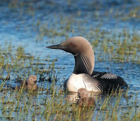 Animal Facts: Pacific loon | Canadian Geographic