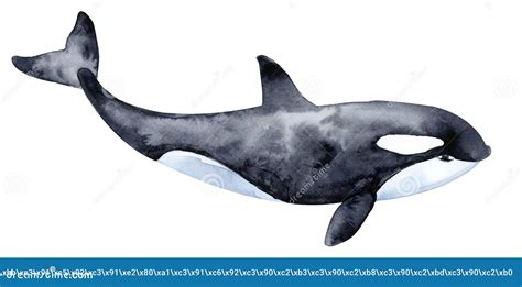 Killer Whale. Watercolor Illustration Stock Illustration - Illustration ...