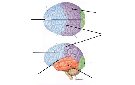 Neuroanatomy: Forebrain: Telencephalon: Cerebral Cortex General + Occipital Lobes Diagram | Quizlet