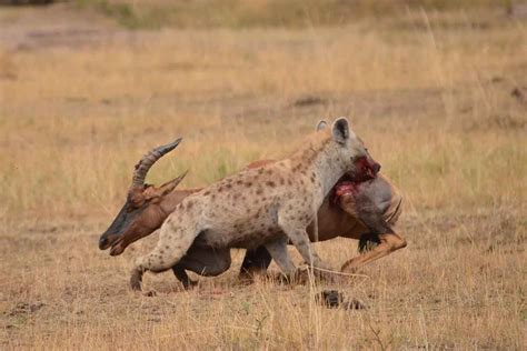 Cheating cheetahs seen chasing hyena before stealing its prey | New Scientist