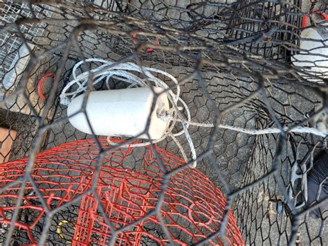 Blue Crab Trapping in Florida - How to Set Up Your Blue Crab Traps