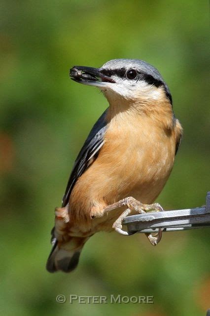 152 best Bird Song---Nuthatch,Treecreeper,Gnatcatcher, images on Pinterest | Beautiful birds ...