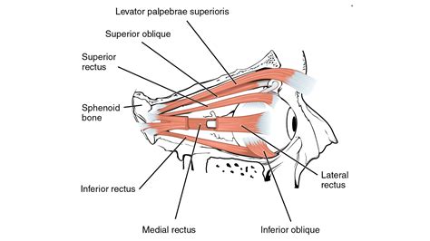 Eye Muscle Anatomy