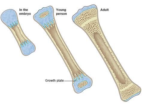 BBC - GCSE Bitesize: Bone growth