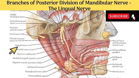 Lingual Nerve | Course | Relations | Distribution | Clinical Anatomy ...