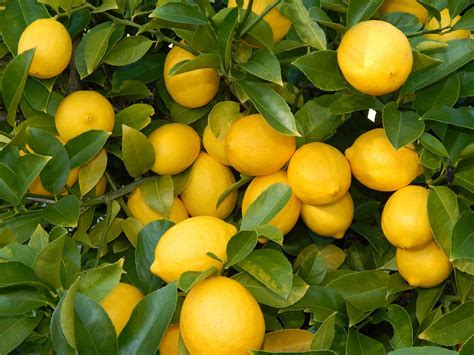 Lemon Wallpapers Images Photos Pictures Backgrounds