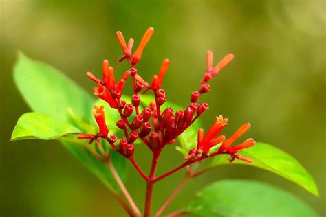 Florida Native Plants For Containers