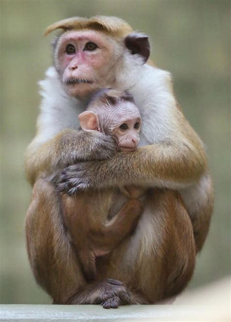 toque macaque and child | Animals, Animals beautiful, Animal photo