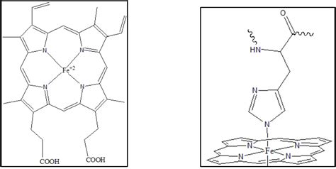 [DIAGRAM] Structure Of Myoglobin Diagram - MYDIAGRAM.ONLINE