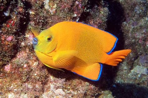 Queen Angelfish - Size | Habitat | Reef Safe | Facts | Diet | Juvenile - SeaFish