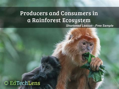 Producers and Consumers in a Rainforest Ecosystem PDF - Free Sample