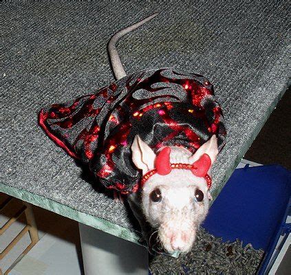 25 RAT COSTUMES ideas | rat costume, pet rats, cute rats