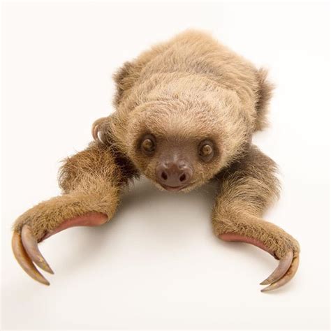 Image by @joelsartore | A Hoffmann's two-toed sloth at the PanAmerican Conservation Association ...