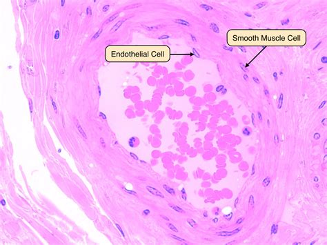 Blood Vessels Lab