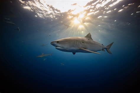 Swim with sharks in Hawaii at sunrise