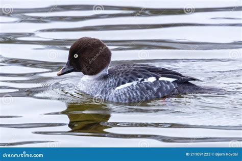 Female Common Goldeneye Duck Stock Image - Image of bird, female: 211091223