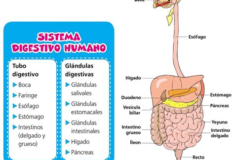 Aparato Digestivo