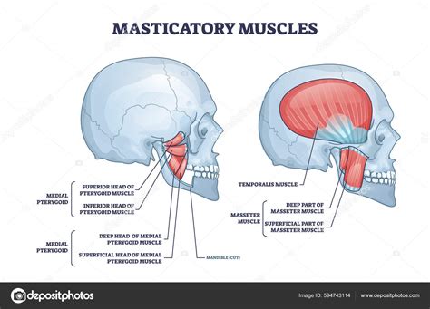 Masticatory Muscles Cheek Bones Muscular System Anatomy Outline Diagram ...