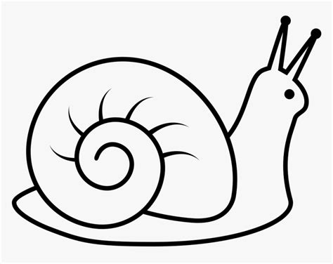 Snail - Snail Clipart Black And White, HD Png Download - kindpng