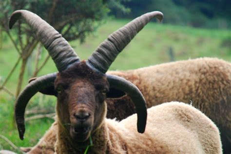 Manx Loaghtan: Rare breed of sheep on the Isle of Mann with 4-6 horns. | Rare breed, Breeds, Animals