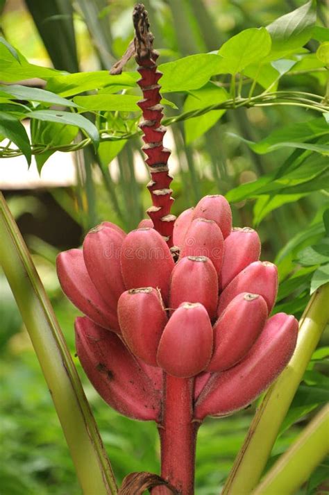 Red banana stock image. Image of ornamental, bananas - 51903151