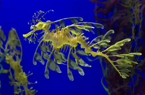 Dollzis: Leafy Sea Dragon Males