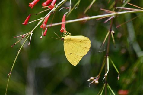 Cloudless Sulphur Butterfly